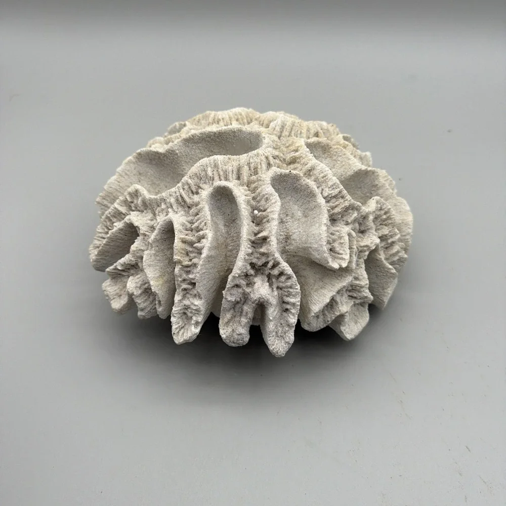 Brain Coral Decor Faux White 9